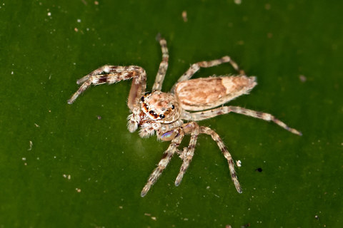 Jumping Spider (Helpis minitabunda) (Helpis minitabunda)